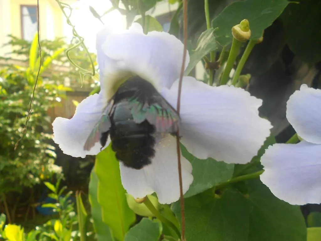 Villa Jasmine B&B Ubud